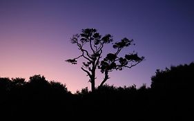 Hananui Purepod Oban (stewart)